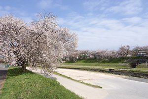 旭川さくら道