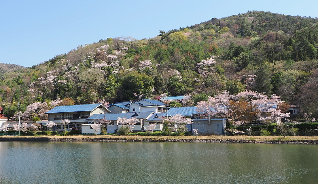 桜の季節の泉水